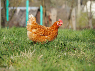 The red chicken is in the middle of a green meadow