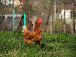 The red hen stands in the middle of a green meadow