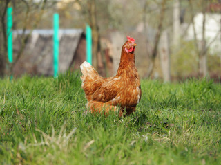 The red hen stands in the middle of a green grass