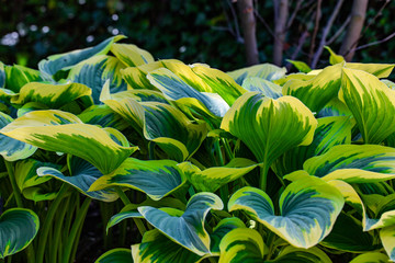 green and yellow leaves patter in a garden