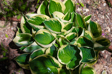 green and yellow leaves patter in a garden