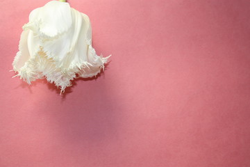 white Tulip on pink background.    