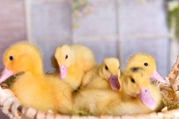easter ducklings chickens in a basket