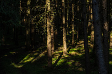 Finsterer Wald
