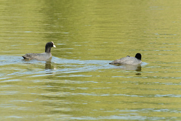 coot swims over the surface of a pond and hunts for food