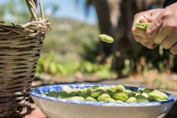 Hands opening pods of fresh broad beans. Broad bean falling on a plate. Healthy eating, agriculture