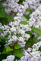 Lilac flowers in the garden in springtime. Gardening.