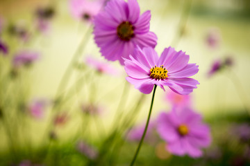 A bunch of beautiful purple cosmos