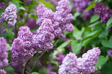 Lilac flowers in the garden in springtime. Gardening.