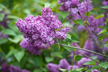Lilac flowers in the garden in springtime. Gardening.