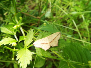 ウスベニスジヒメシャク moth
