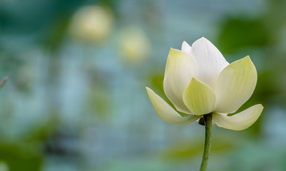 Obraz premium White lotus background, lotus leaf and flower bud And having beautiful sunlight in the morning.
