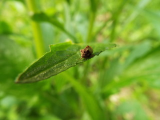 トビイロツノゼミ cicada