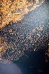 Fototapeta na wymiar Colony of bats in the cave