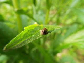 トビイロツノゼミ cicada