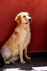 nice Labrador retriever dog in the terrace 