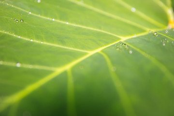 Close up detail of the green leaf natural background