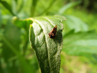 トビイロツノゼミ cicada