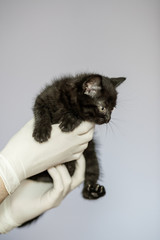 Little cat in the hands of a veterinarian. Concept pets, treatment, veterinary clinic.