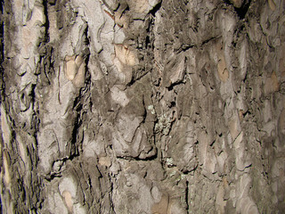 Background pine bark. The texture of natural wood. Moss. Sharp shadows.