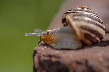 Escargot 