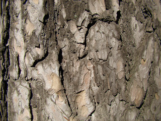Background pine bark. The texture of natural wood. Moss. Sharp shadows.