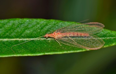 A Brown Lacewing insect resting on an Oleander leaf during Winter in Houston, TX. These are beneficial predators that feed on other insect pests.