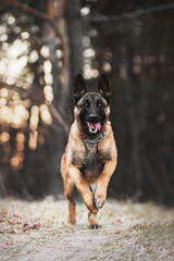 Malinois dog in the park