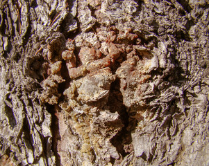 Pine bark background with lots of yellow and red resin. The texture of natural wood. Vertical arrangement of the trunk. Sharp shadows.