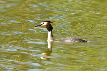 Great Crested Grebe floating on water pond portrait