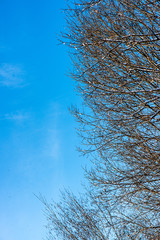 frozen tree branches with frost on blue sky background