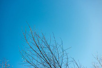 frozen tree branches with frost on blue sky background