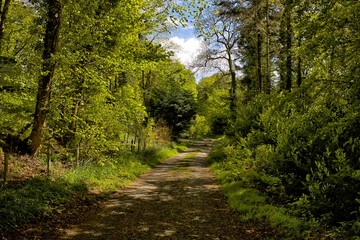 Country Lane at Dunragit, Dumfries and Galloway