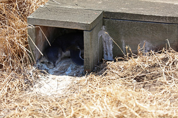 Pinguin in seiner Hähle