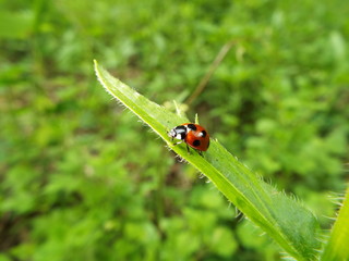 ナナホシテントウ ladybug
