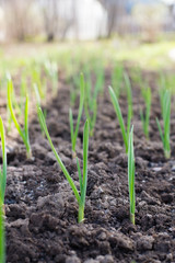Seedling of garlic on garden