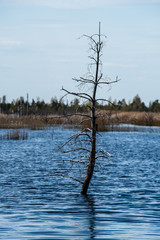 dry old tree trunks in water in river