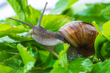 The beautiful macro shot of  funny inquisitive snail doing his slow stroll among the vivid and bright green leaves