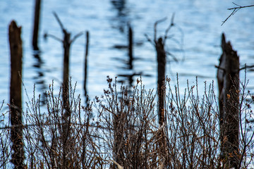 Obraz premium dry old tree trunks in water in river
