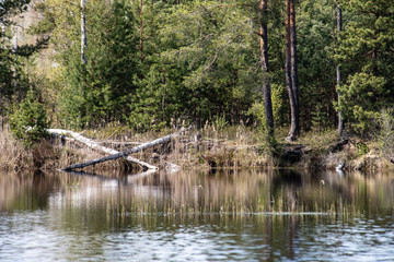 dry old tree trunks in water in river