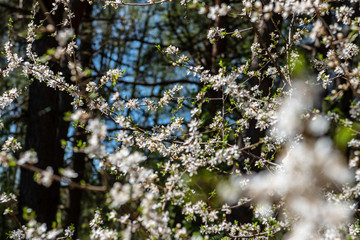 cherry tree blossoms blooming in branches in spring