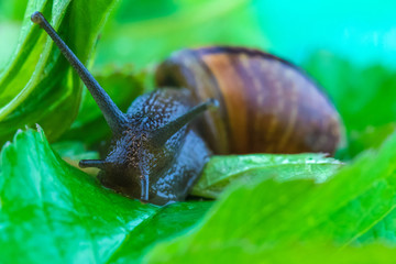 The beautiful macro shot of  funny inquisitive snail doing his slow stroll among the vivid and bright green leaves