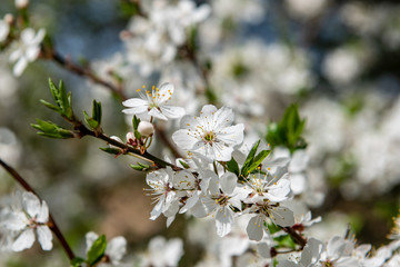 Fototapeta premium cherry tree blossoms blooming in branches in spring
