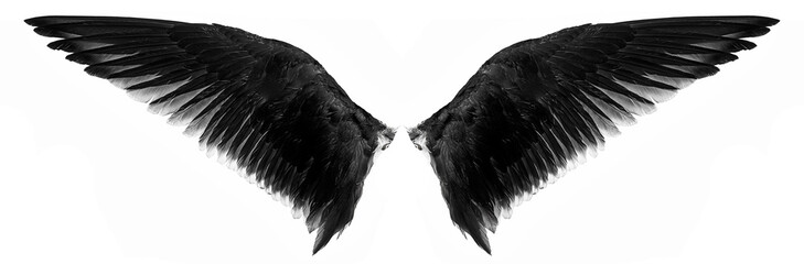 black wings isolated on a white backgruond