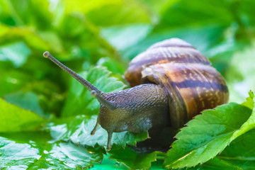 The beautiful macro shot of  funny inquisitive snail doing his slow stroll among the vivid and bright green leaves