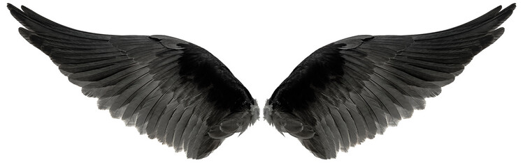eagle wings isolated on a white