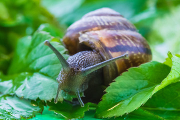 The beautiful macro shot of  funny inquisitive snail doing his slow stroll among the vivid and bright green leaves