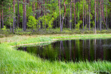 fresh green forest around country lake with reflections of tree trunks