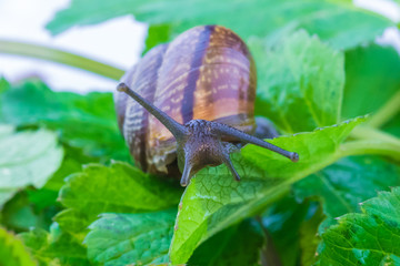 The beautiful macro shot of  funny inquisitive snail doing his slow stroll among the vivid and bright green leaves