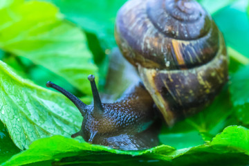 The beautiful macro shot of  funny inquisitive snail doing his slow stroll among the vivid and...
